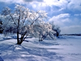 Kerstkaart: Besneeuwde bomen in sneeuwlandschap